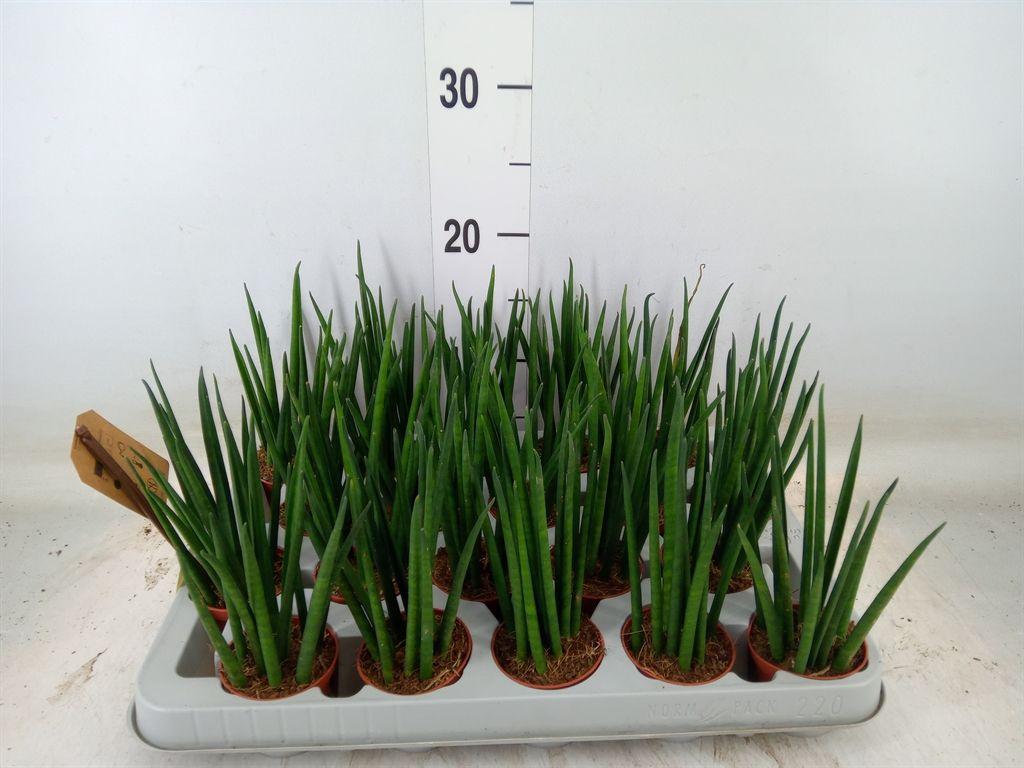 Горшечные цветы и растения оптом Sansevieria Bacularis от 20шт (для телеги) из Голландии с доставкой по России
