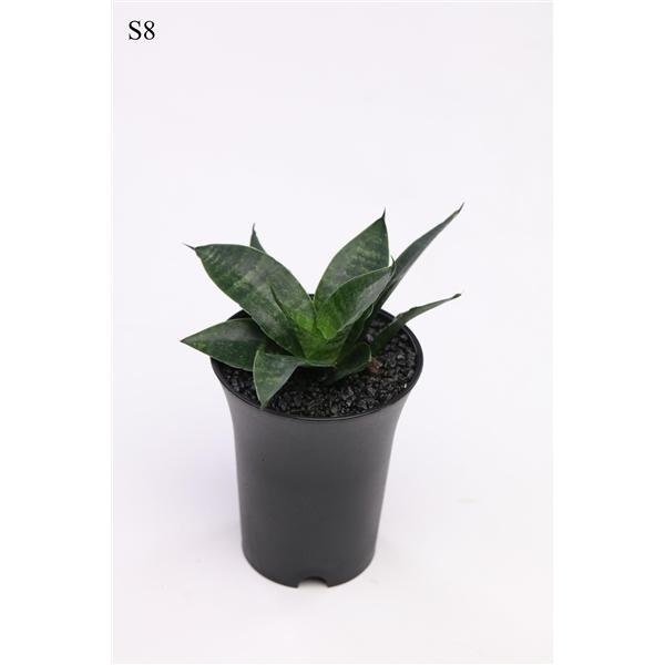 Горшечные цветы и растения оптом Sansevieria Comet Queen Marble In Sierpot от 9шт (для телеги) из Голландии с доставкой по России