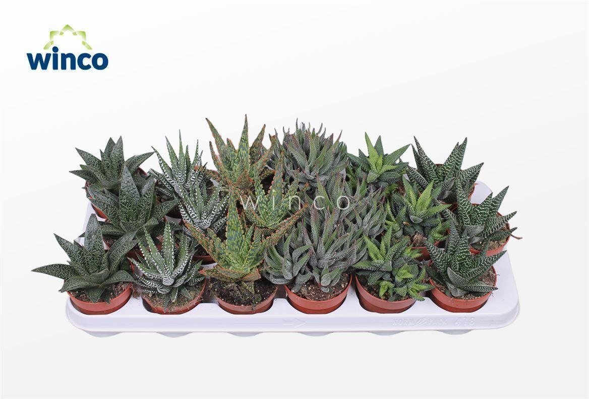 Горшечные цветы и растения оптом Hawo Gem от 18шт (для телеги) из Голландии с доставкой по России