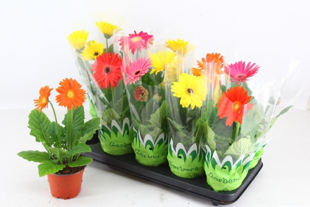 Горшечные цветы и растения оптом Ger Gem от 10шт (для телеги) из Голландии с доставкой по России