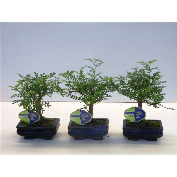 Горшечные цветы и растения оптом Bonsai Zanthoxylum Piperitum Broom Without Dip Tra от 10шт из Голландии с доставкой по России