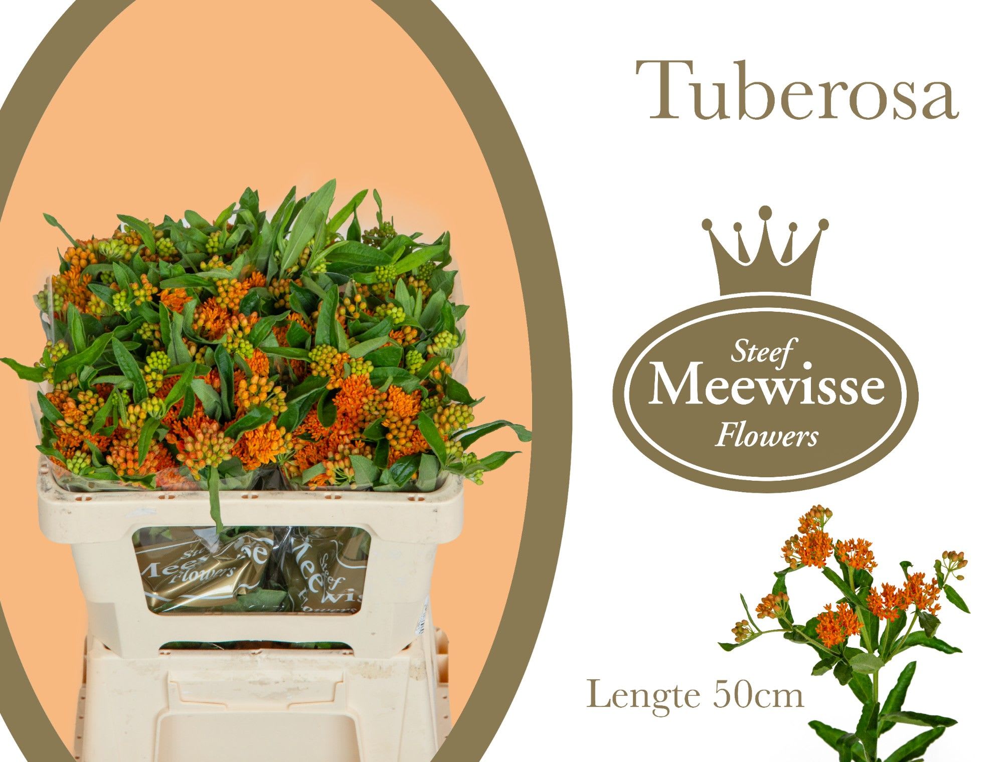 Срезанные цветы оптом Asclepias tuberosa от 40шт. из Голландии с доставкой по России