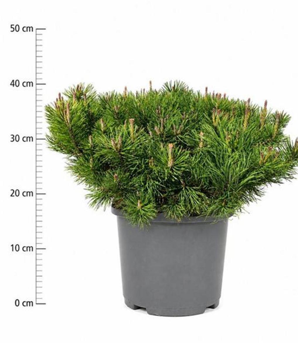Горшечные цветы и растения оптом Pinus Mugo Pumilio от 1шт из Голландии с доставкой по России