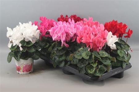 Горшечные цветы и растения оптом Cyclamen Super Xl Mix от 6шт (для телеги) из Голландии с доставкой по России