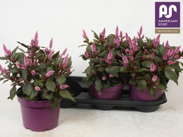 Горшечные цветы и растения оптом Cel Wild Pink от 3шт из Голландии с доставкой по России