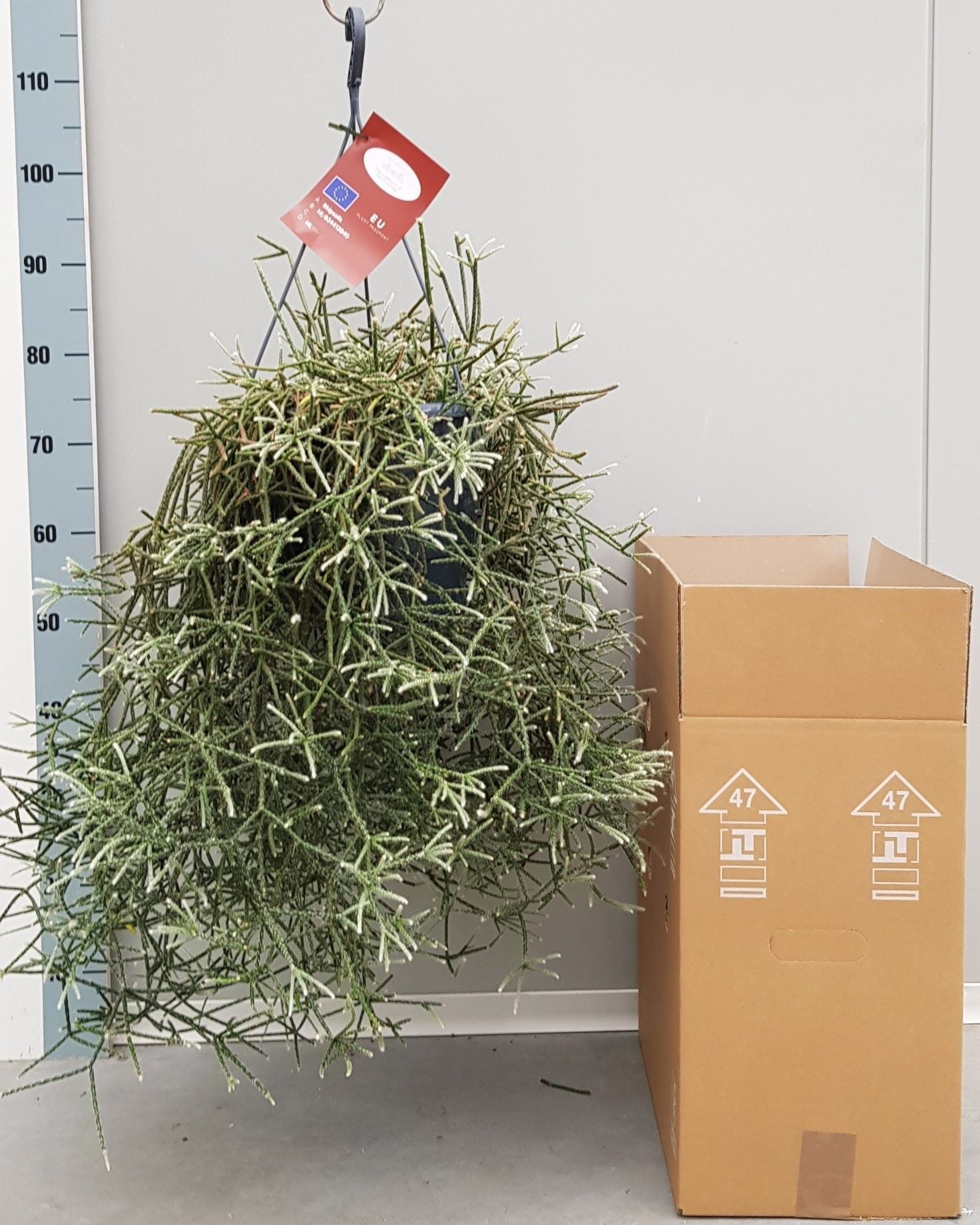 Горшечные цветы и растения оптом Rhipsalis Pilocarpa от 1шт из Голландии с доставкой по России