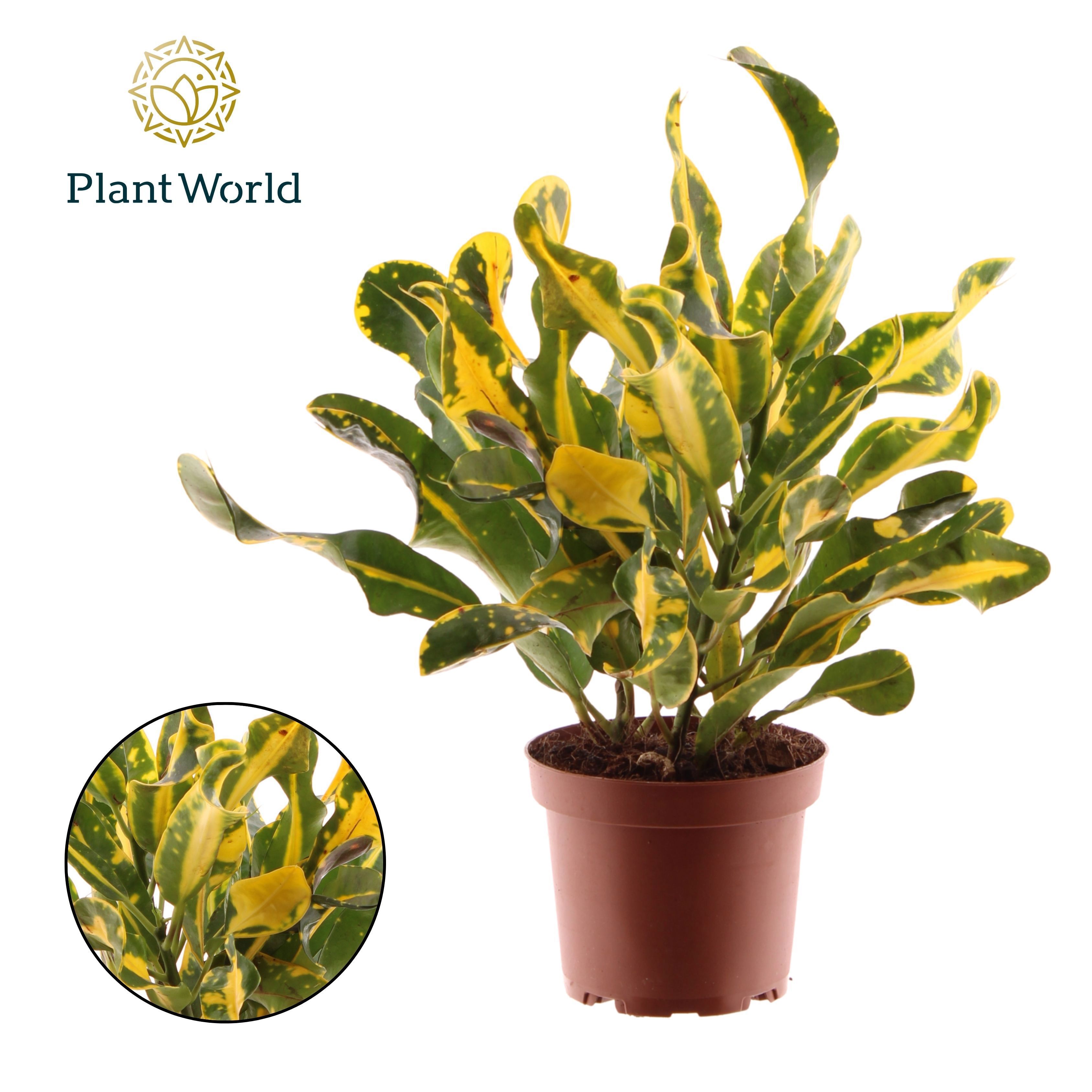 Горшечные цветы и растения оптом Codiaeum Yellow Mammi 3pp Head от 10шт из Голландии с доставкой по России