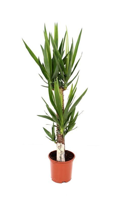 Горшечные цветы и растения оптом Yucca от 3шт из Голландии с доставкой по России