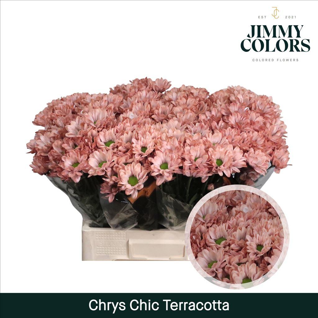 Срезанные цветы оптом Chrys sp paint chic terracotta от 40шт из Голландии с доставкой по России