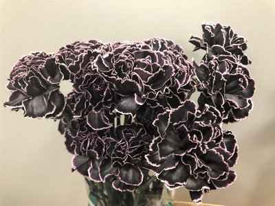 Срезанные цветы оптом Dianthus st paint black от 80шт из Голландии с доставкой по России