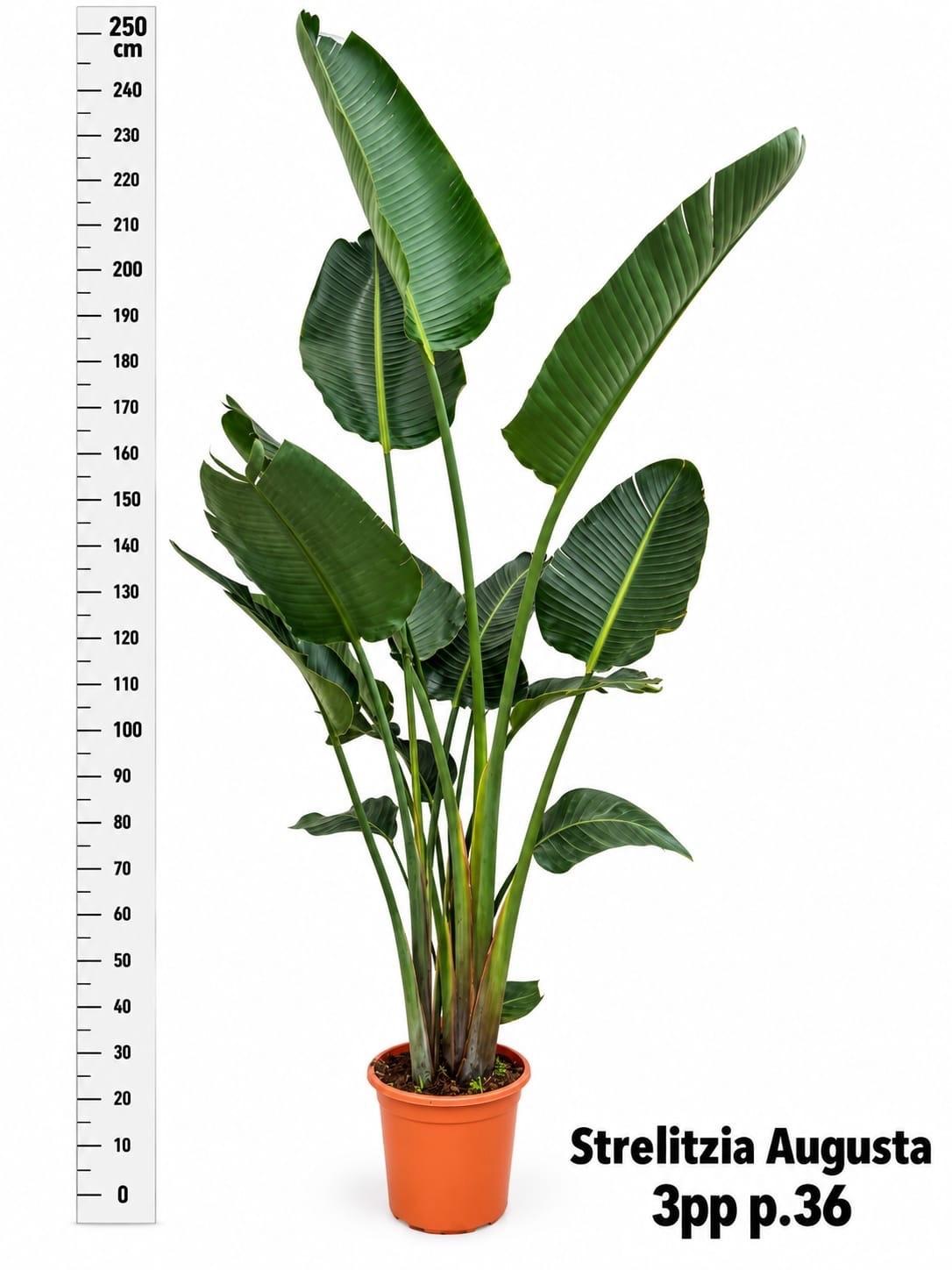 Горшечные цветы и растения оптом Strelitzia Alba от 1шт из Голландии с доставкой по России