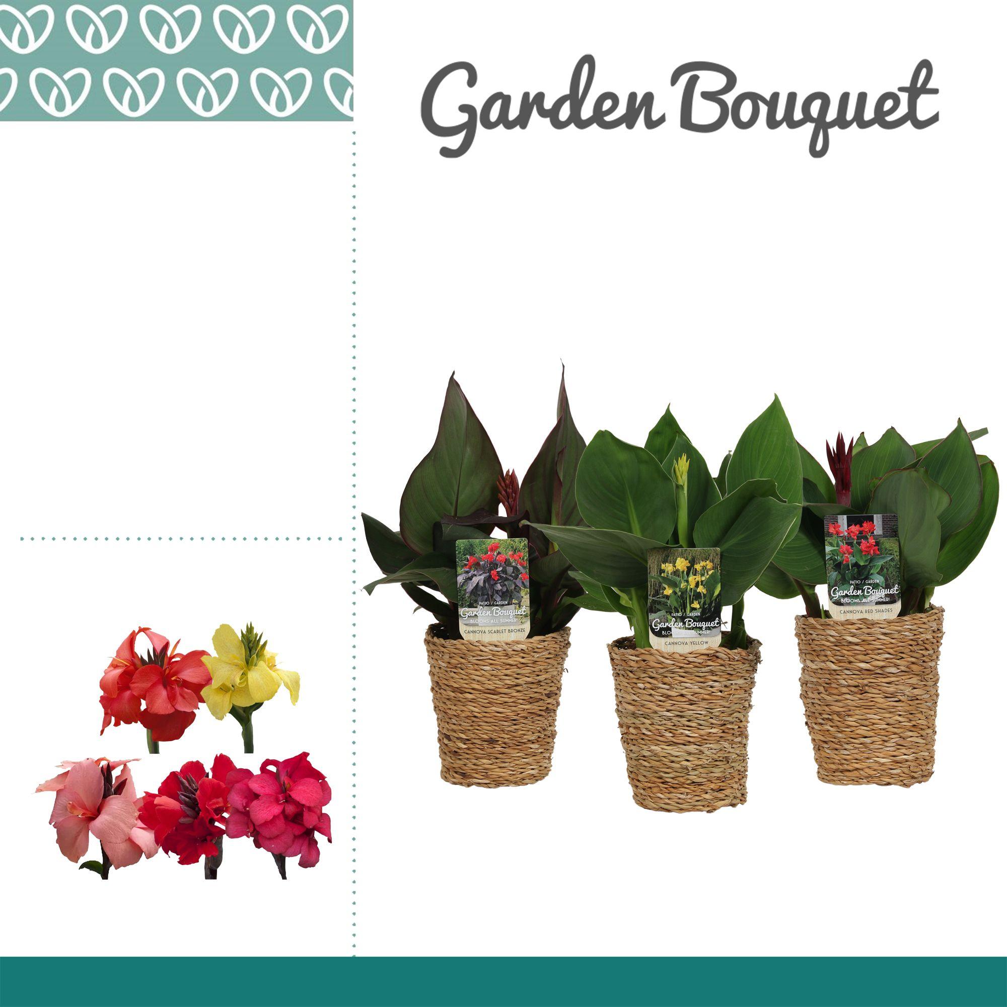 Горшечные цветы и растения оптом Canna Cannova Mix In Basket Ruby от 6шт из Голландии с доставкой по России