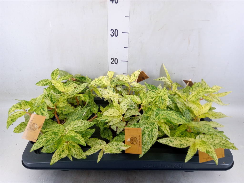 Горшечные цветы и растения оптом Pellionia Repens от 6шт из Голландии с доставкой по России
