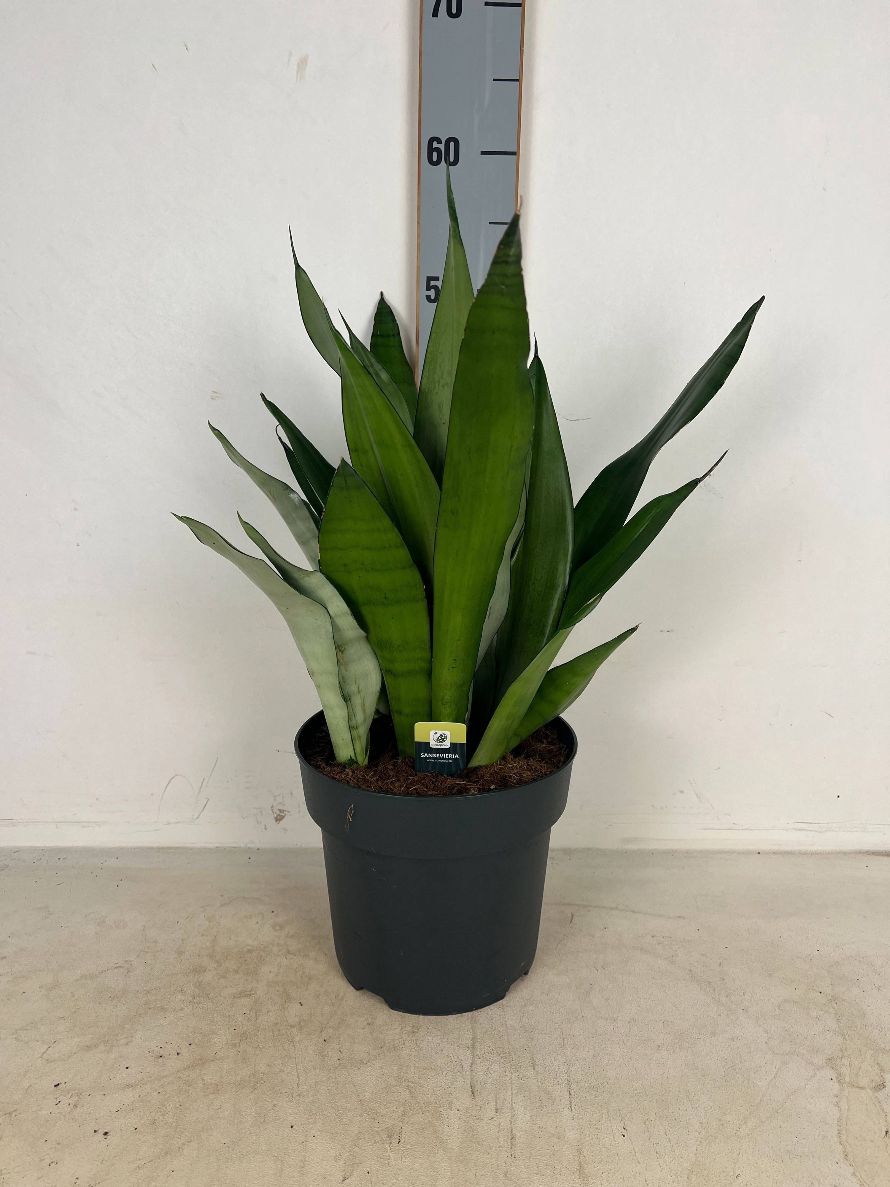 Горшечные цветы и растения оптом Sansev Moonshine от 1шт из Голландии с доставкой по России