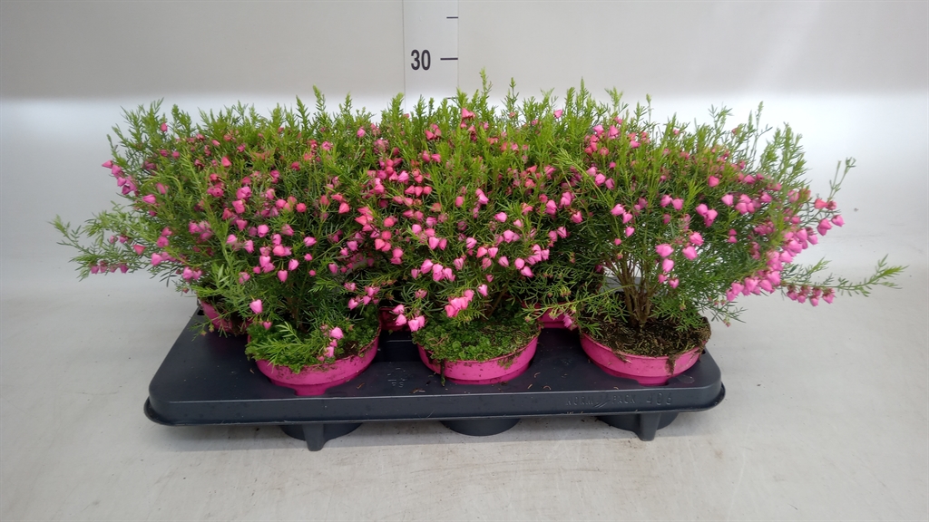 Горшечные цветы и растения оптом Boronia Heterophylla от 6шт из Голландии с доставкой по России