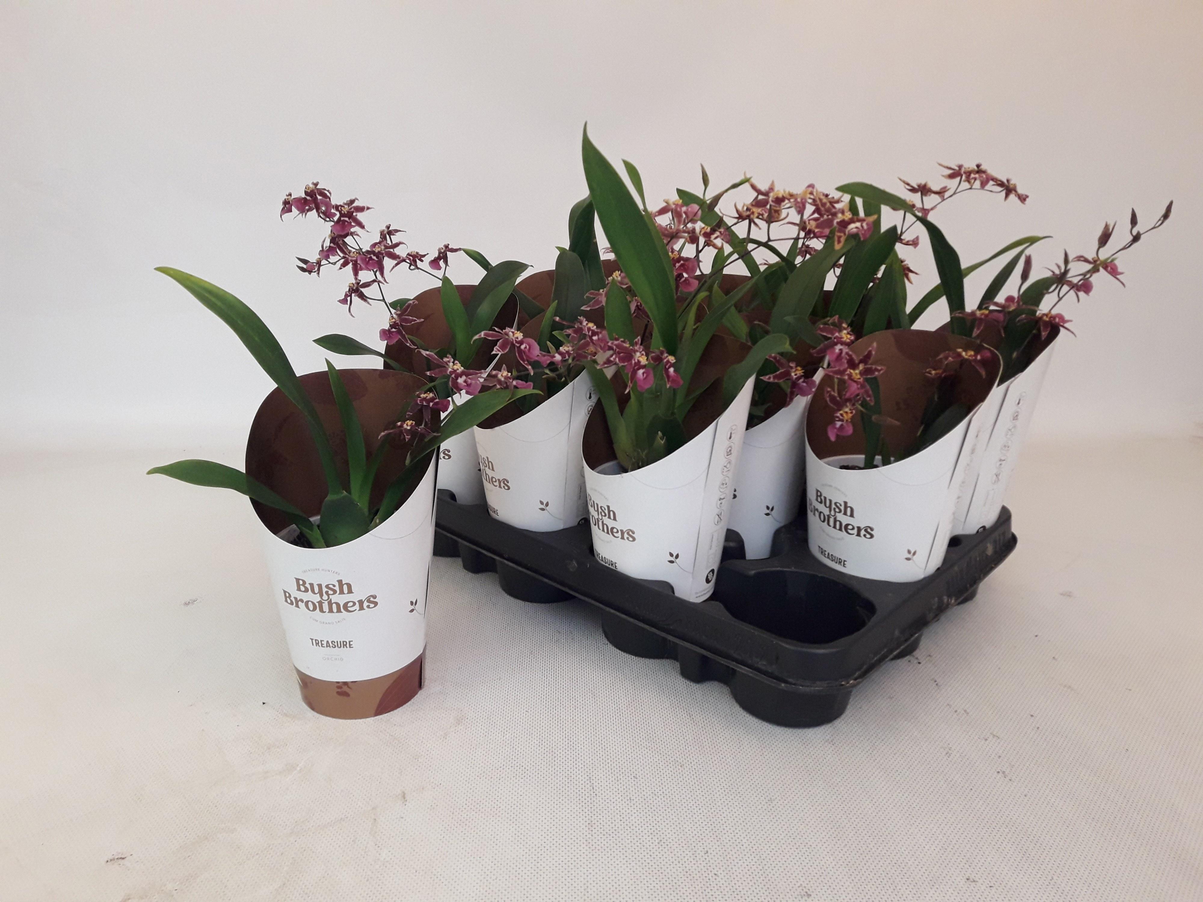 Горшечные цветы и растения оптом Brassia Summer Dream от 12шт (для телеги) из Голландии с доставкой по России