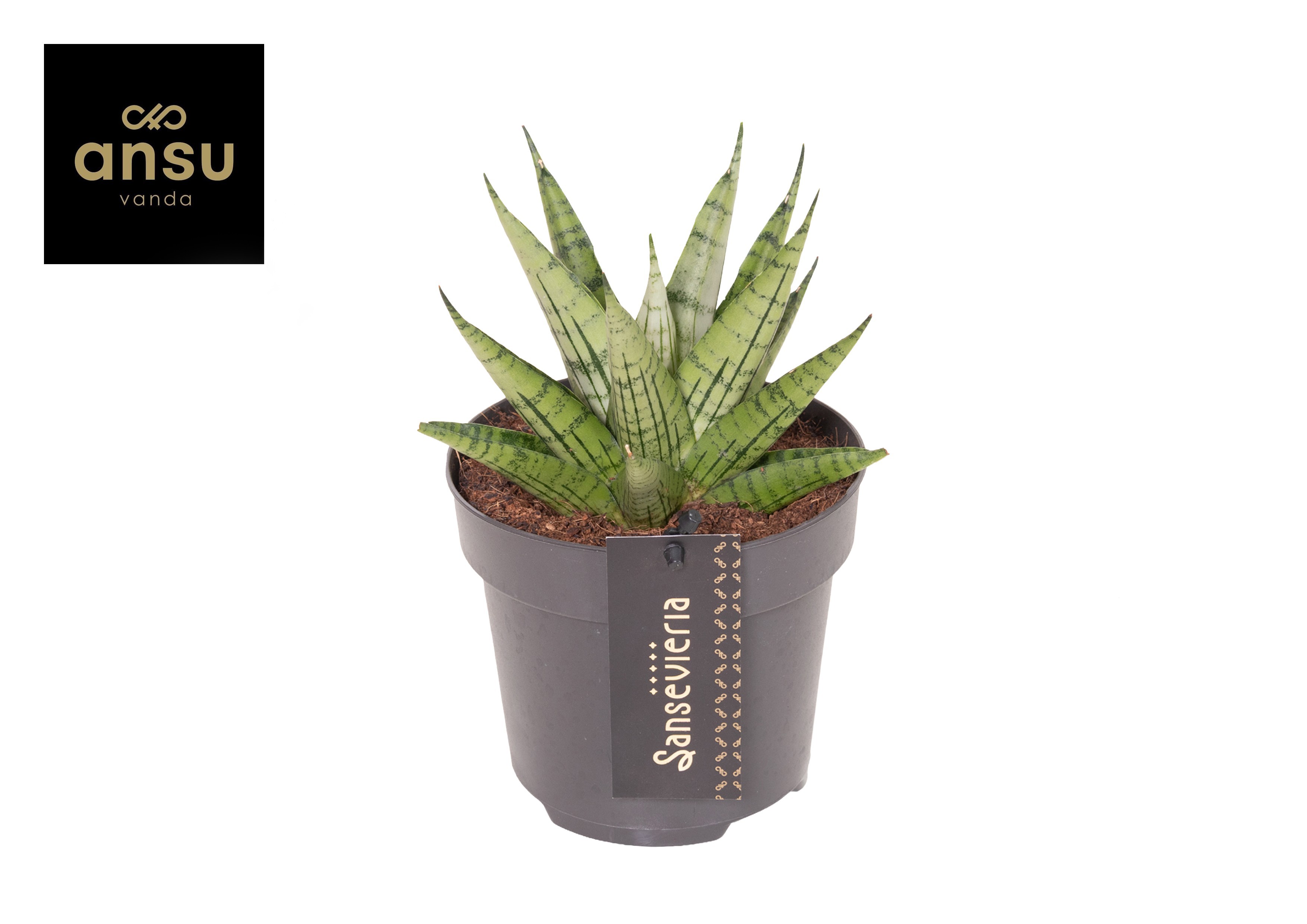 Горшечные цветы и растения оптом Sansevieria Comet Mini Queen No. 2 от 10шт из Голландии с доставкой по России