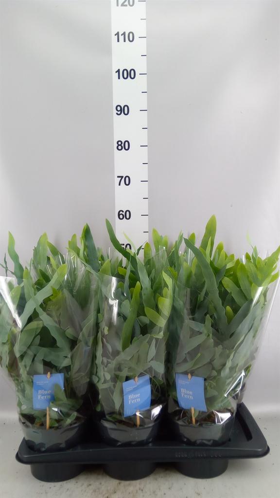 Горшечные цветы и растения оптом Phlebodium Aureum blue Star от 6шт из Голландии с доставкой по России