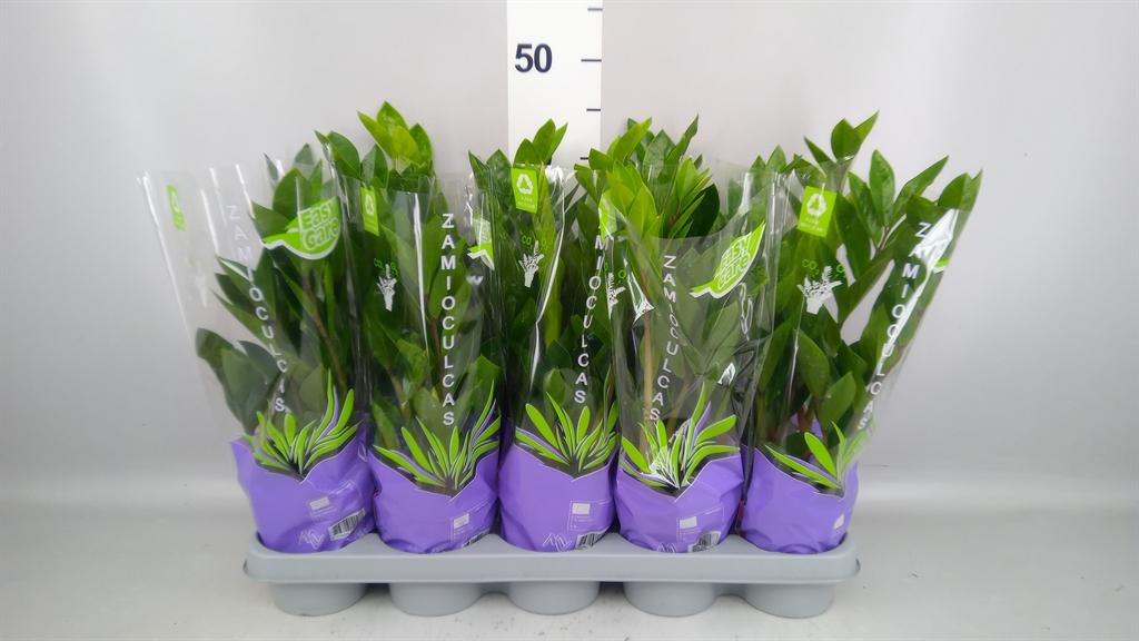 Горшечные цветы и растения оптом Zamioculcas Zamiifolia от 10шт из Голландии с доставкой по России