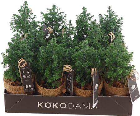Горшечные цветы и растения оптом Kokopot 10 Cm Chamaecyparis Top P от 11шт из Голландии с доставкой по России