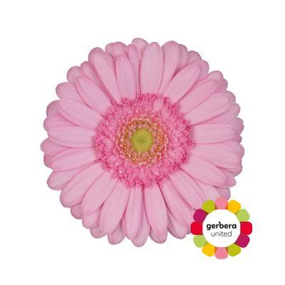 Срезанные цветы оптом Germini diamond kimsey от 20шт из Голландии с доставкой по России