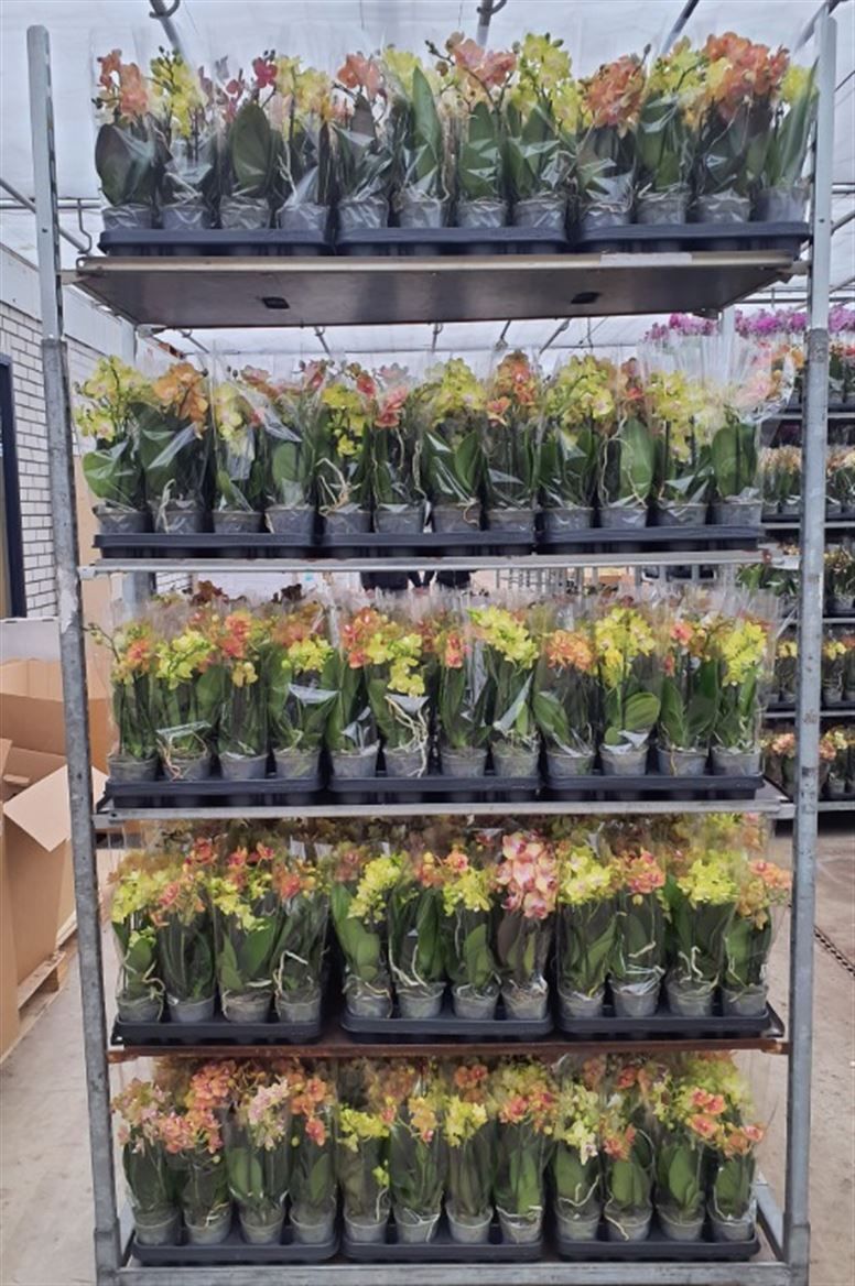 Горшечные цветы и растения оптом Phal Orange/yellow Mix Pot 9 от 12шт (для телеги) из Голландии с доставкой по России