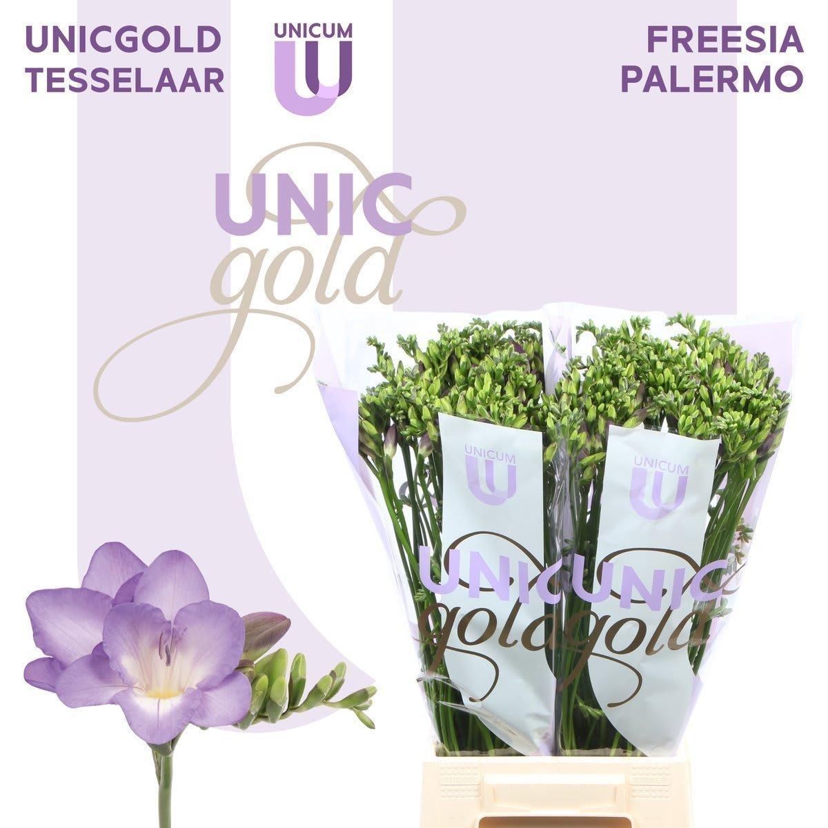 Срезанные цветы оптом Freesia si palermo от 120шт из Голландии с доставкой по России