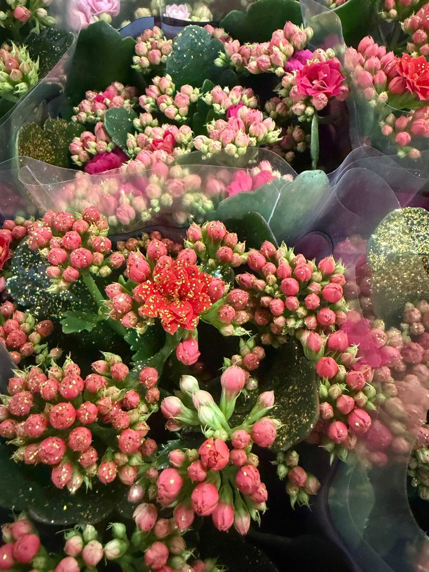 Горшечные цветы и растения оптом Kal Cal Mix + Glitter от 10шт из Голландии с доставкой по России