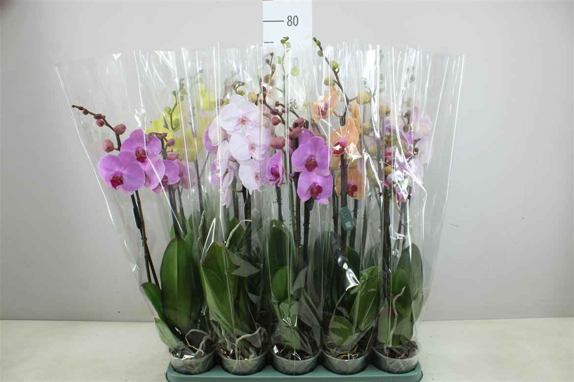 Горшечные цветы и растения оптом Phal Gemengd 2 Tak 18+ Mimesis от 10шт из Голландии с доставкой по России