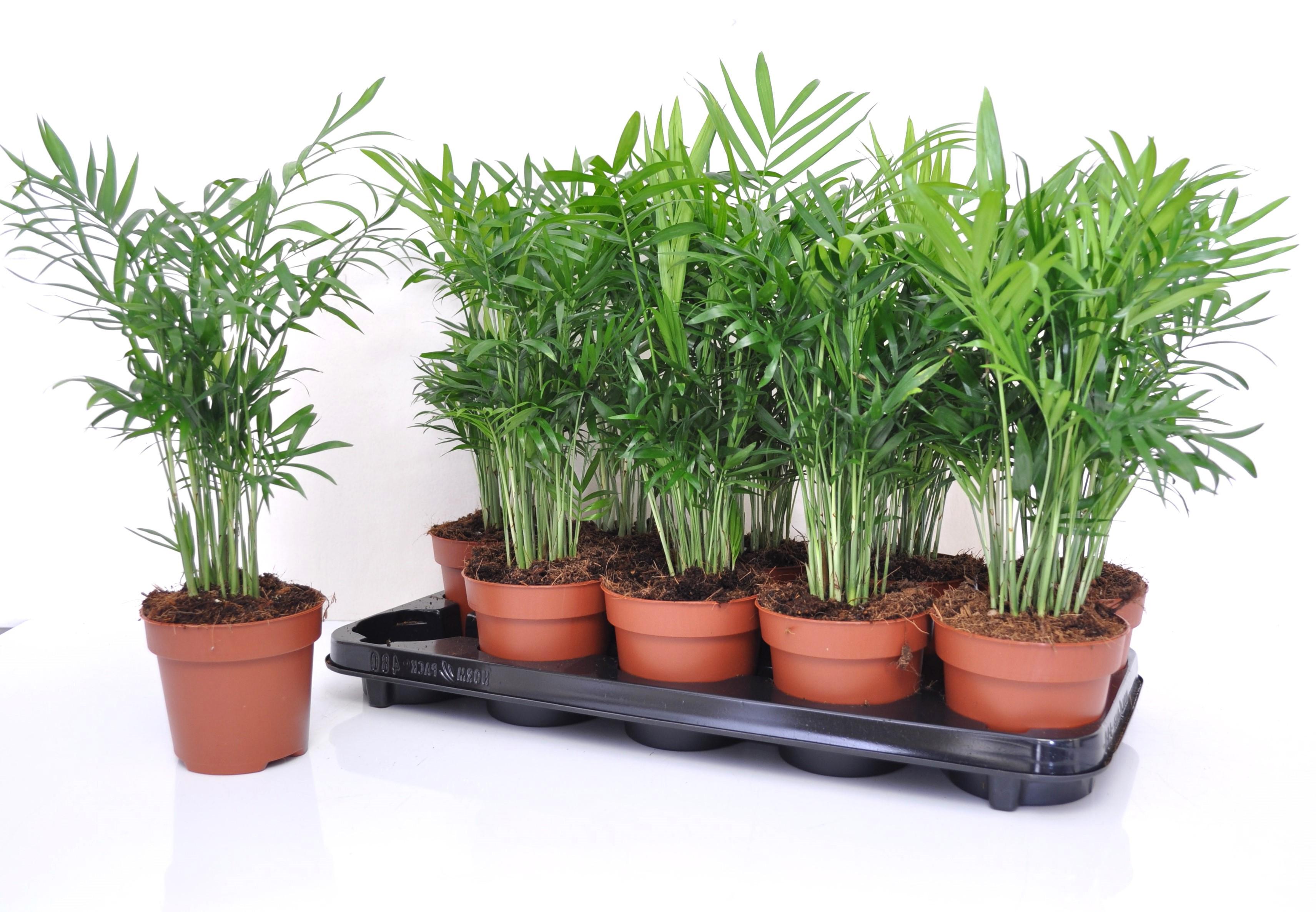 Горшечные цветы и растения оптом Chamaed Elegans от 10шт из Голландии с доставкой по России Горшечные цветы и растения оптом Chamaed Elegans от 10шт из Голландии с доставкой по России