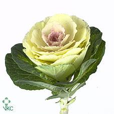 Срезанные цветы оптом Brassica crane bicolour от 30шт из Голландии с доставкой по России
