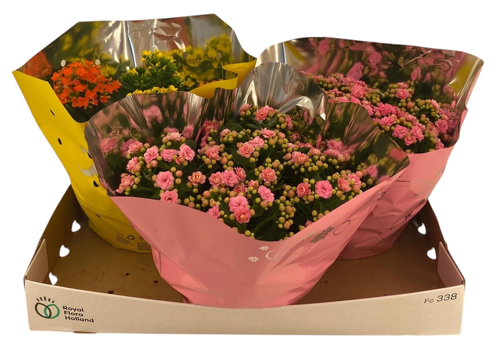 Горшечные цветы и растения оптом Kal Ge Gem от 3шт из Голландии с доставкой по России