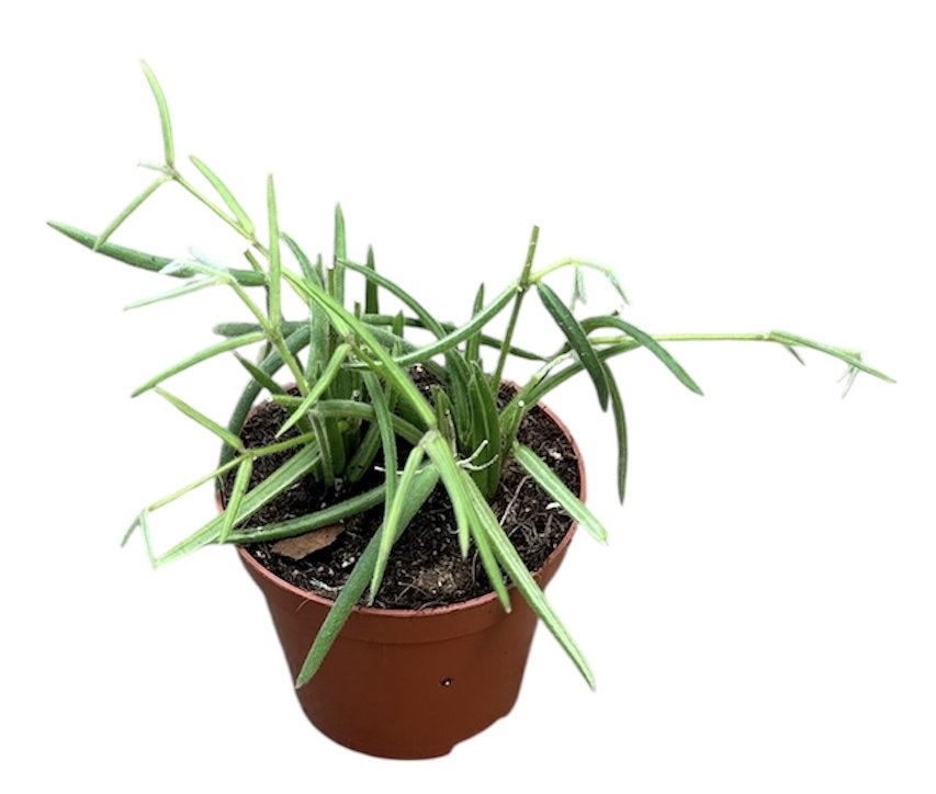 Горшечные цветы и растения оптом Hoya Linearis от 1шт (для телеги) из Голландии с доставкой по России