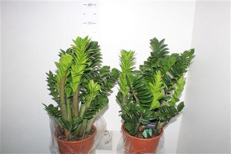 Горшечные цветы и растения оптом Zamioculcas Zenzi 8++ от 1шт из Голландии с доставкой по России