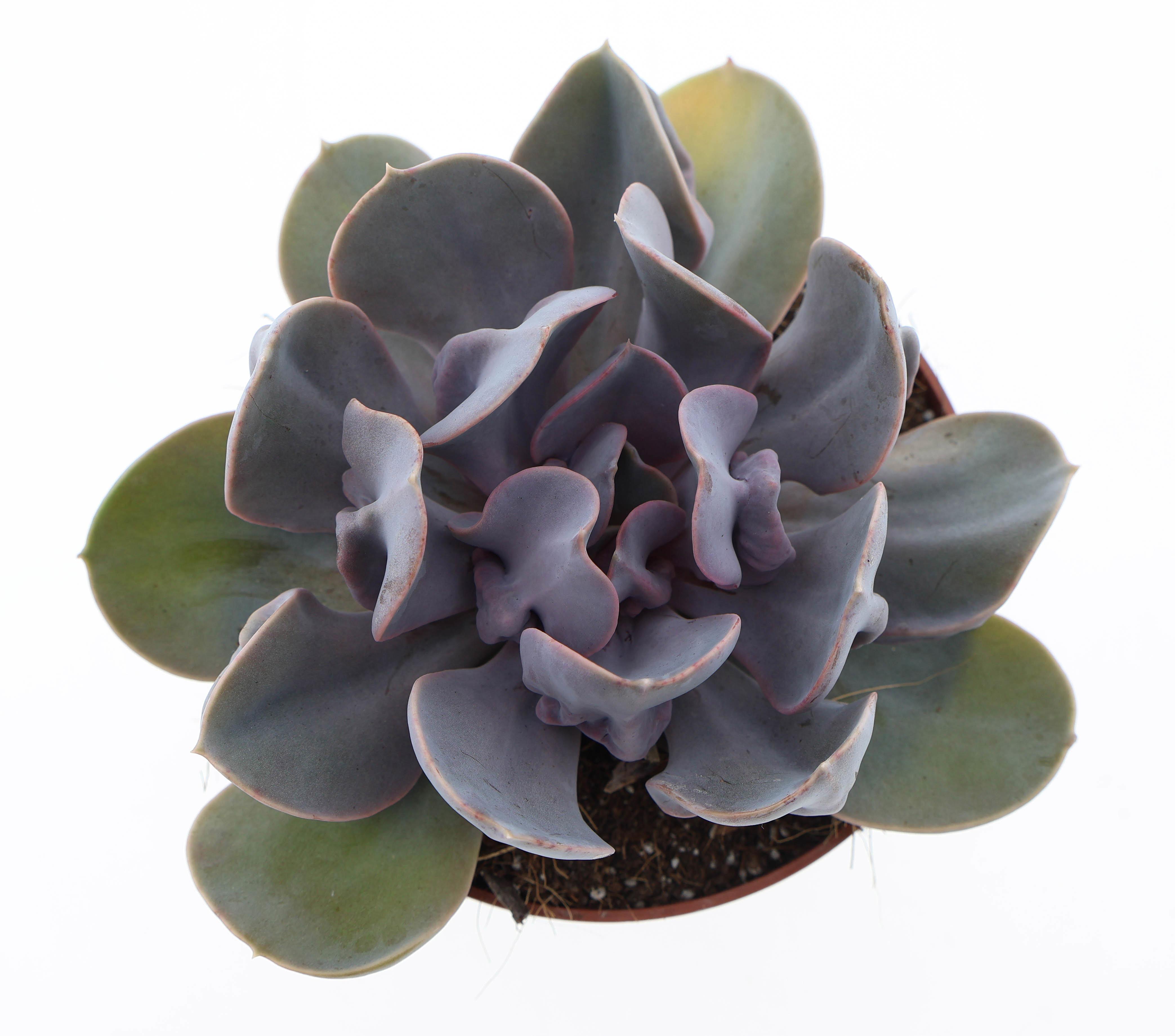 Горшечные цветы и растения оптом Echeveria Trompette от 6шт из Голландии с доставкой по России