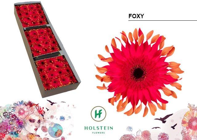Срезанные цветы оптом Gerbera gerpasta foxy от 45шт из Голландии с доставкой по России