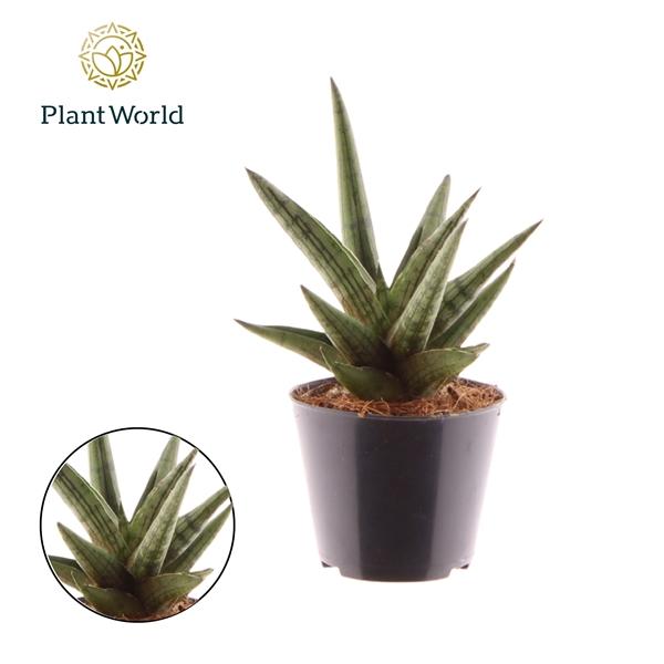 Горшечные цветы и растения оптом Sansevieria Helios Dwarf от 12шт (для телеги) из Голландии с доставкой по России