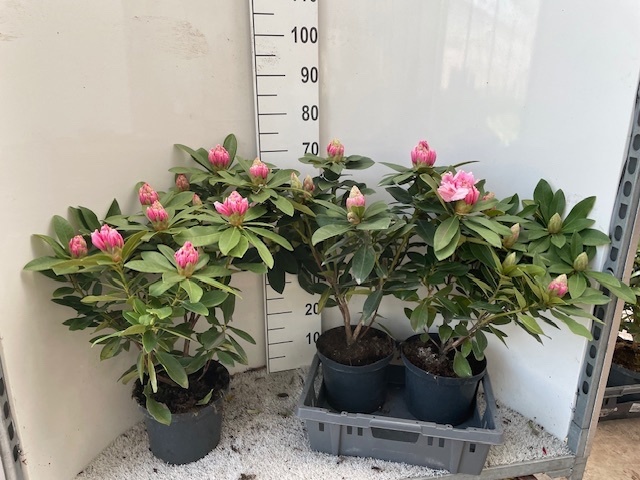 Горшечные цветы и растения оптом Rhod Cau Al Schweitz от 3шт из Голландии с доставкой по России