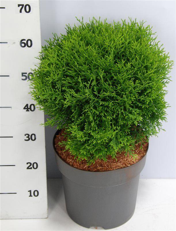 Горшечные цветы и растения оптом Thuja Occ Little Giant от 1шт из Голландии с доставкой по России