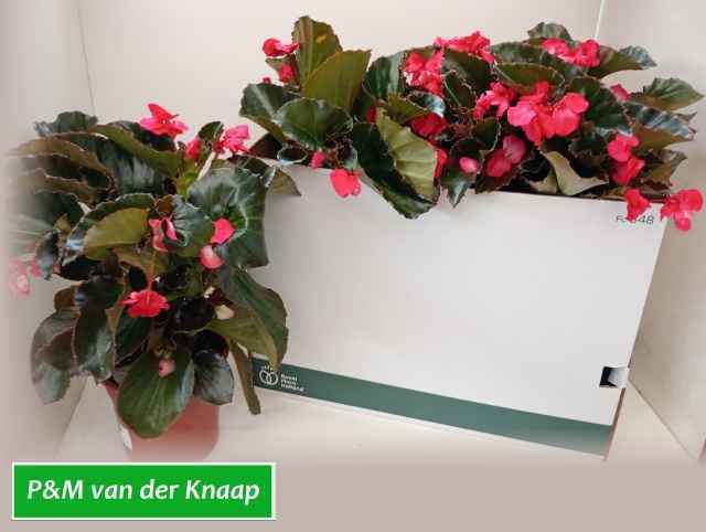 Горшечные цветы и растения оптом Bego Big Rose W Br L от 5шт из Голландии с доставкой по России