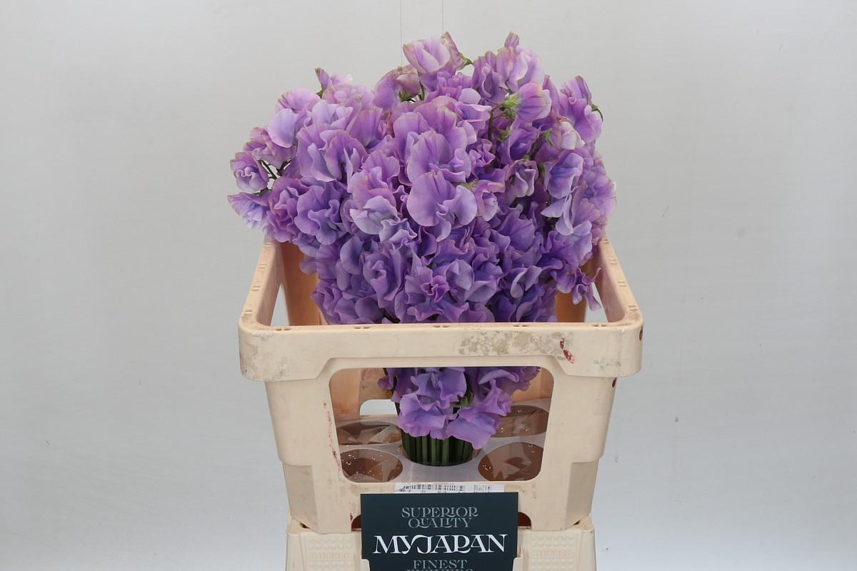 Срезанные цветы оптом Lathyrus od lavender shine от 50шт из Голландии с доставкой по России