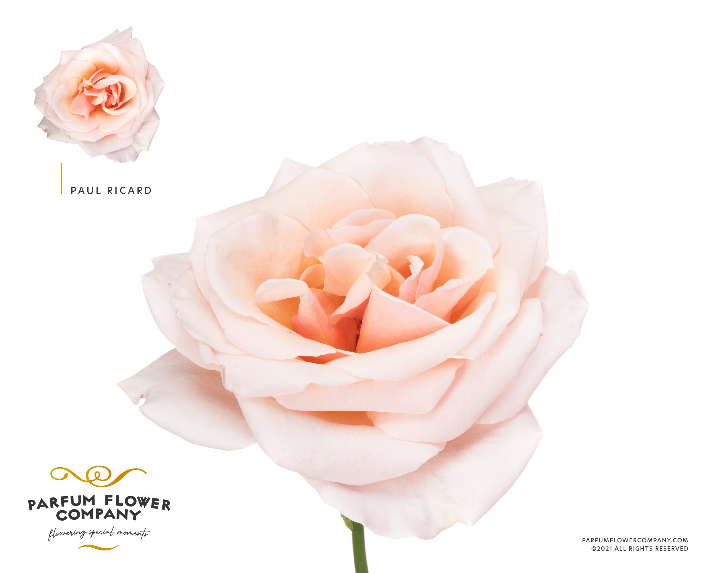 Срезанные цветы оптом Rosa garden paul ricard от 24шт из Голландии с доставкой по России