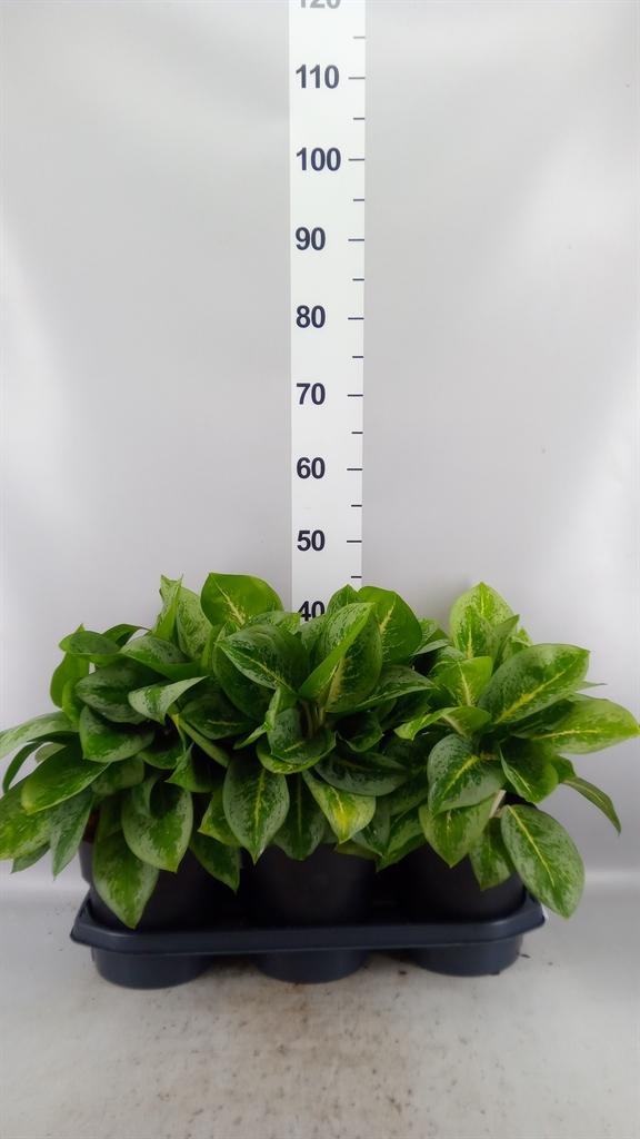 Горшечные цветы и растения оптом Aglaonema Kb lemon Mint от 3шт из Голландии с доставкой по России