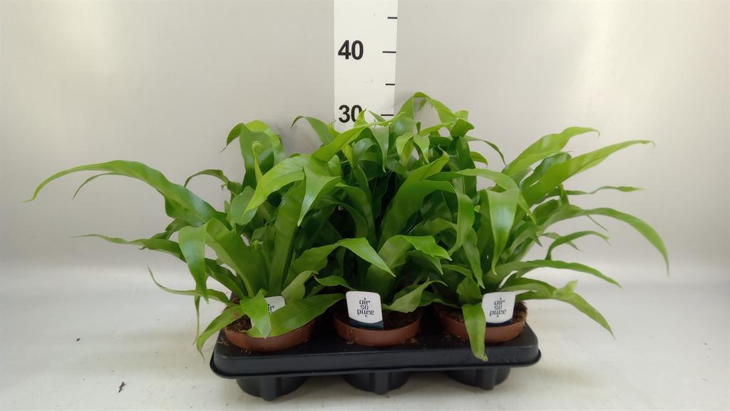 Горшечные цветы и растения оптом Asplenium Antiquum от 6шт из Голландии с доставкой по России