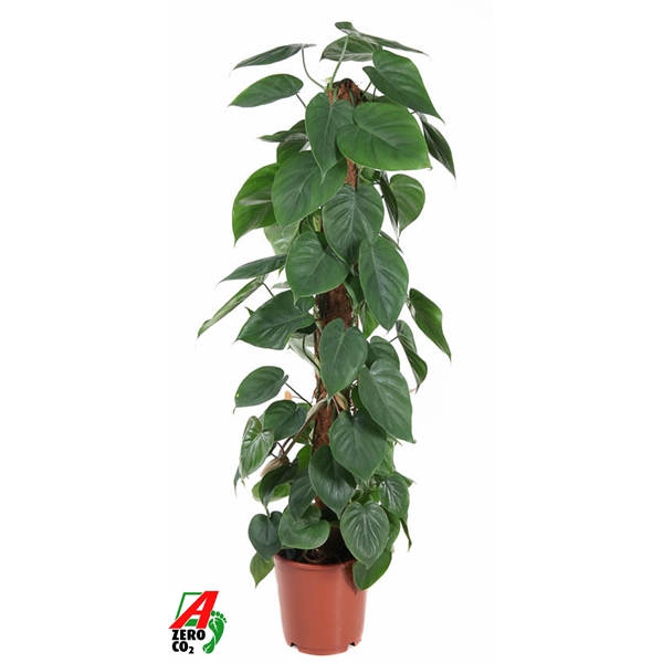 Горшечные цветы и растения оптом Philodendron Scandens Mosspole от 1шт из Голландии с доставкой по России