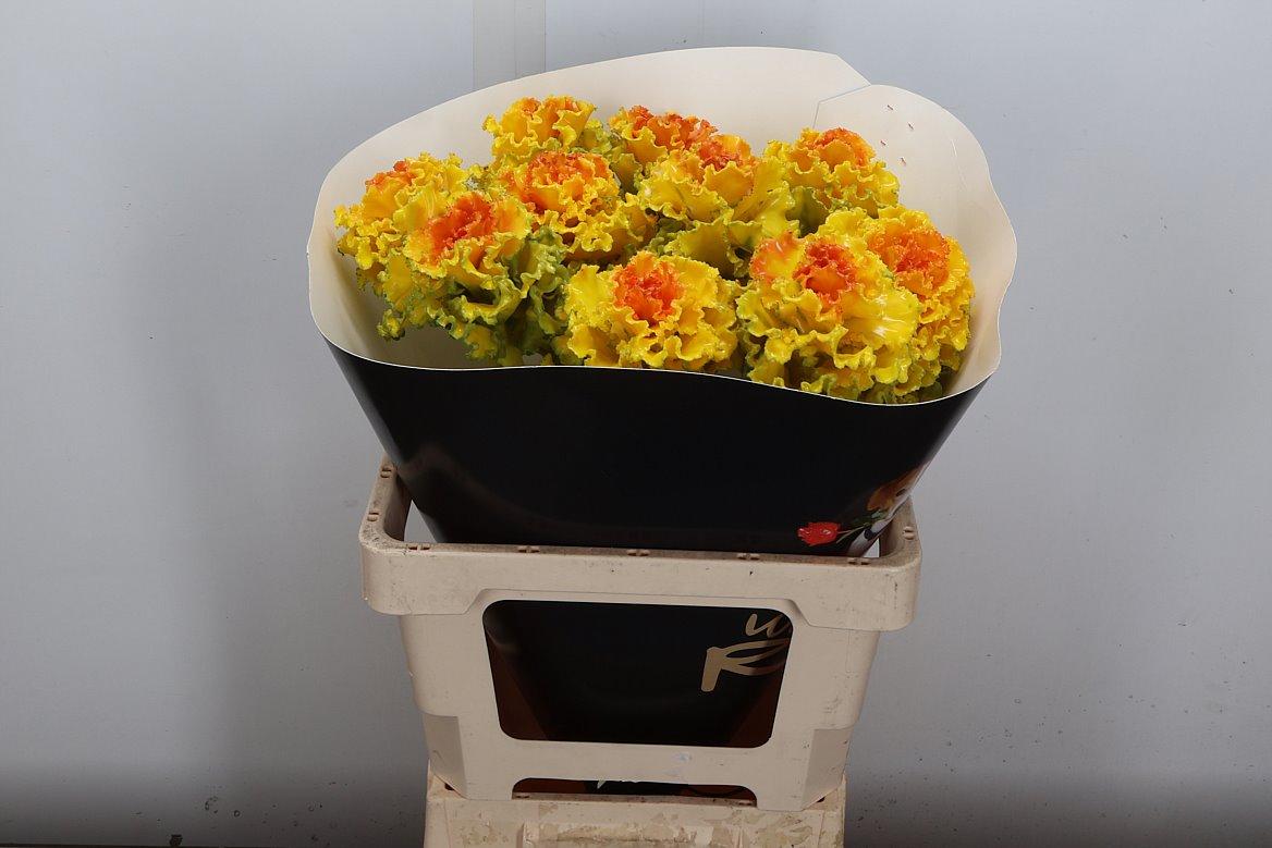Срезанные цветы оптом Brassica wax fringed classic gold от 10шт из Голландии с доставкой по России