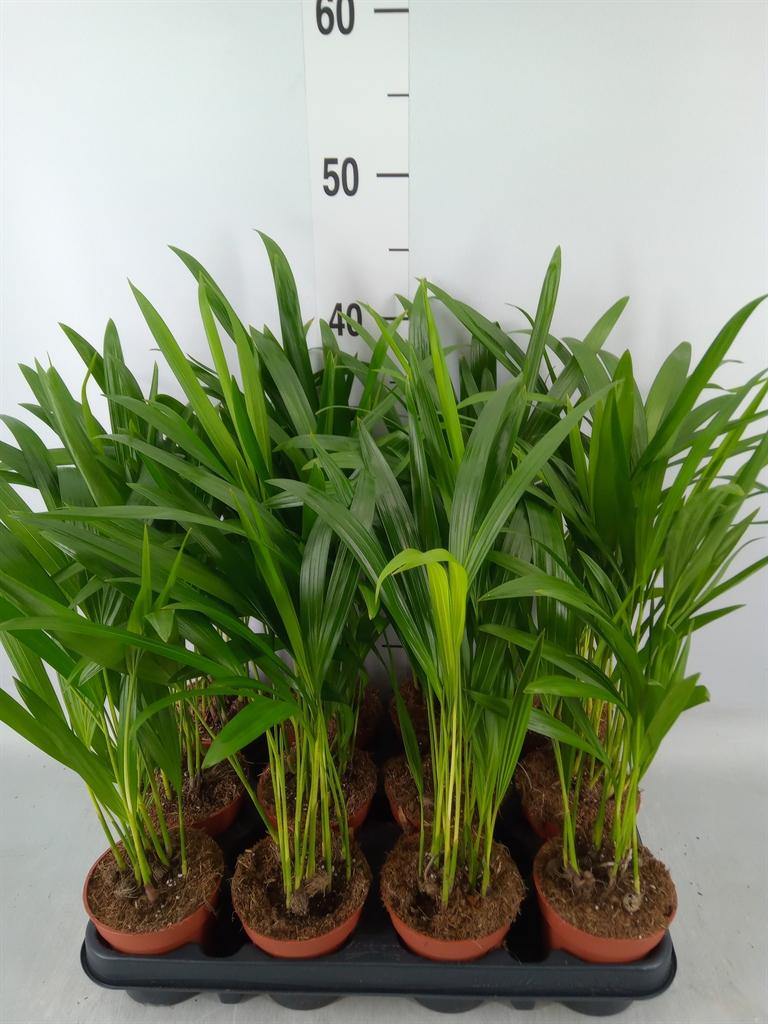 Горшечные цветы и растения оптом Dypsis Lutescens   ...chrysalidoca от 12шт (для телеги) из Голландии с доставкой по России