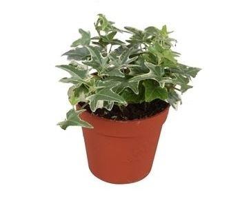 Горшечные цветы и растения оптом Hedera Helix Mona Lisa от 18шт (для телеги) из Голландии с доставкой по России