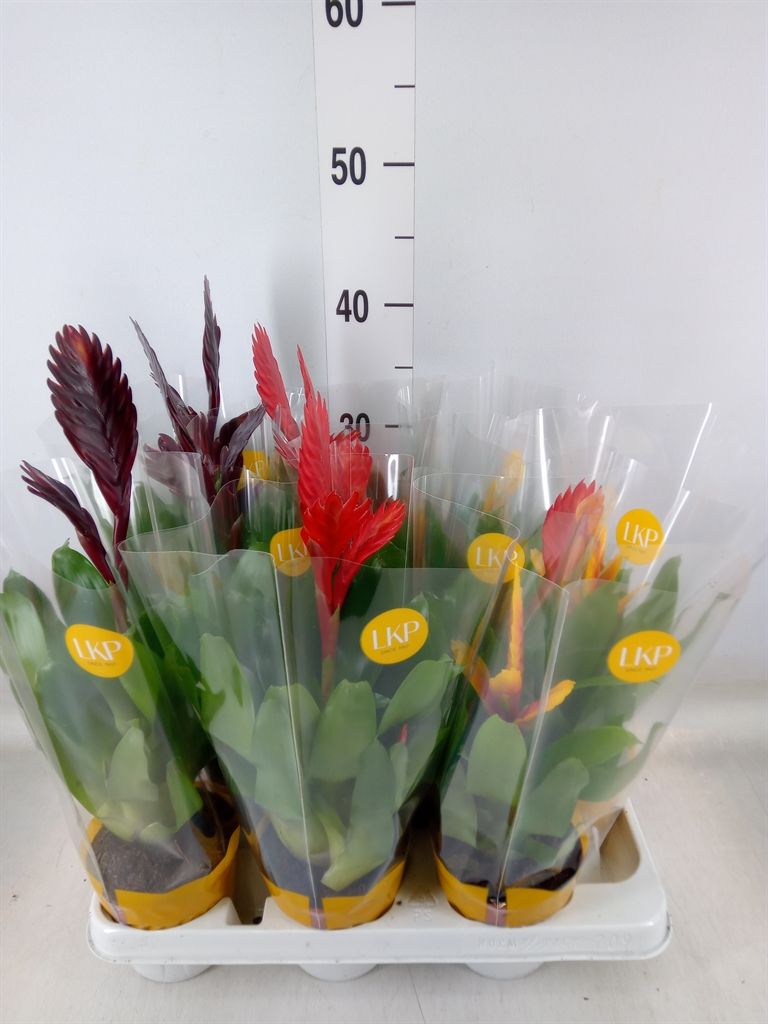 Горшечные цветы и растения оптом Vriesea   ...mix от 9шт из Голландии с доставкой по России