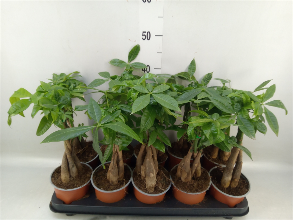 Горшечные цветы и растения оптом Pachira Aquatica от 10шт из Голландии с доставкой по России